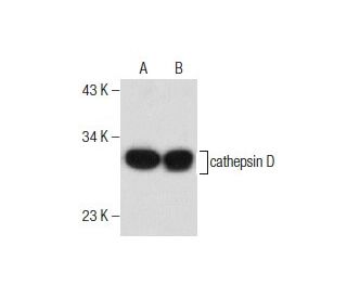 cathepsin D Antibody (C-5) - Western Blotting - Image 281779 