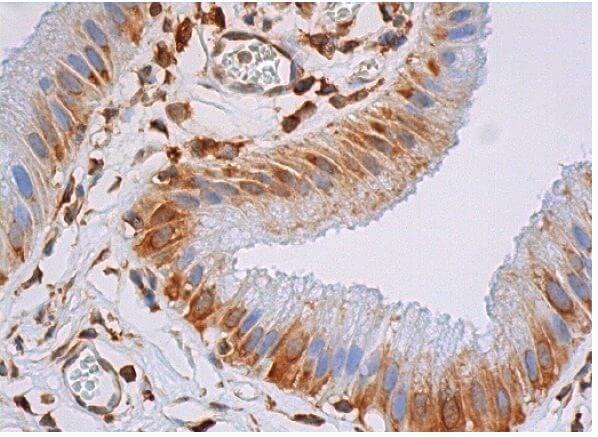 cathepsin D Antibody (D-7) | SCBT - Santa Cruz Biotechnology
