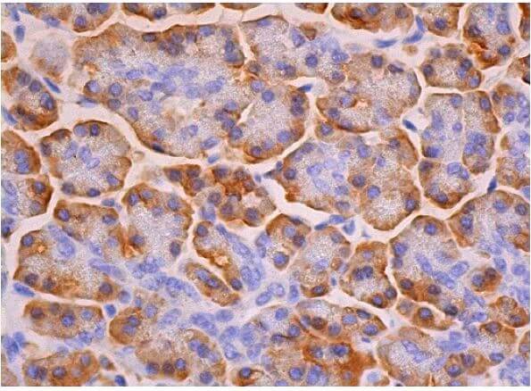 cathepsin D Antibody (D-7) | SCBT - Santa Cruz Biotechnology
