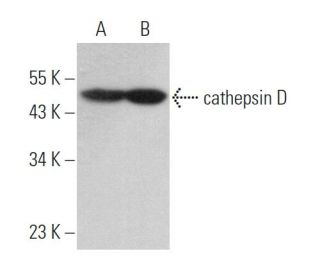 cathepsin D Antibody (D-7) | SCBT - Santa Cruz Biotechnology