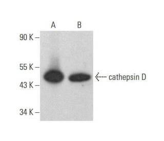 cathepsin D Antibody (E-7) - Western Blotting - Image 353159 