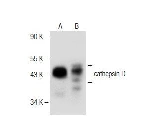 cathepsin D Antibody (F-12) - Western Blotting - Image 150148 