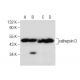 western blotting image from recommended cathepsin D (D-7) monoclonal antibody replacement. Image 283620