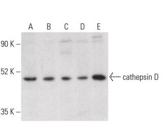 cathepsin D Antibody (D-7) - Western Blotting - Image 400358