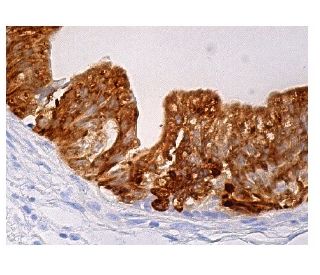 cathepsin E Antibody (C-11) - Immunohistochemistry - Image 158910 