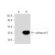 cathepsin E Antibody (C-11) - Western Blotting - Image 70421 