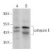 cathepsin E Antibody (C-11) - Western Blotting - Image 363758