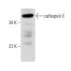 western blotting image from recommended cathepsin E (D-8) monoclonal antibody replacement. Image 358023