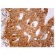 cathepsin E Antibody (C-7) - Immunohistochemistry - Image 159200 