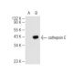 cathepsin E Antibody (C-7) - Western Blotting - Image 84022