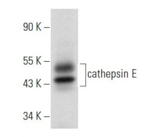 cathepsin E Antibody (C-7) - Western Blotting - Image 358024 