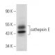 cathepsin E Antibody (C-7) - Western Blotting - Image 358024 