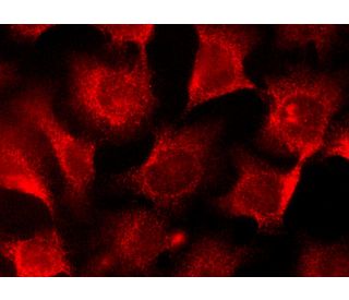 cathepsin E Antibody (E-12) - Immunofluorescence - Image 145266 