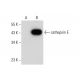cathepsin E Antibody (E-8) - Western Blotting - Image 72374