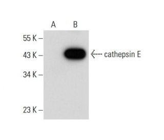 cathepsin E Antibody (E-8) - Western Blotting - Image 72374