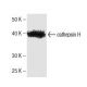 cathepsin H Antibody (5) - Western Blotting - Image 136754