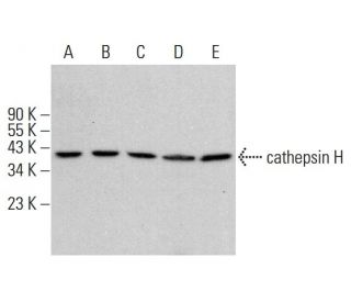 cathepsin H Antibody (F-7) - Western Blotting - Image 384688 