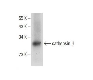 western blotting image from recommended cathepsin H (F-7) monoclonal antibody replacement. Image 308463