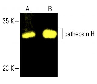 cathepsin H Antibody (F-7) - Western Blotting - Image 413126