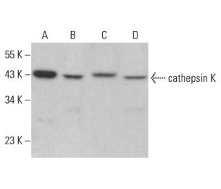 western blotting image from recommended cathepsin K (E-7) monoclonal antibody replacement. Image 376456