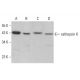western blotting image from recommended cathepsin K (E-7) monoclonal antibody replacement. Image 376456