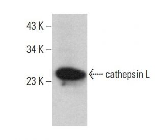 Cathepsin L Antibody (33 2) - Western Blotting - Image 375600