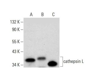 cathepsin L Antibody (B-8) | SCBT - Santa Cruz Biotechnology