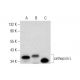 cathepsin L Antibody (B-8) - Western Blotting - Image 297996 