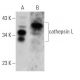 cathepsin L Antibody (B-8) - Western Blotting - Image 355319