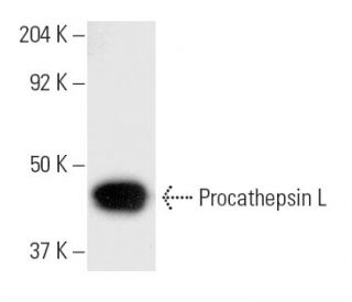 cathepsin L Antibody (CPLH-2D4) - Western Blotting - Image 9596 