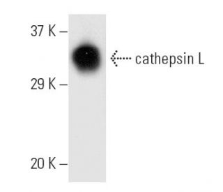 cathepsin L Antibody (CPLH-3G10) - Western Blotting - Image 9595 