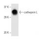 cathepsin L Antibody (CPLH-3G10) - Western Blotting - Image 9595 