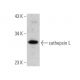 cathepsin L Antibody (CPLH-3G10) - Western Blotting - Image 355315