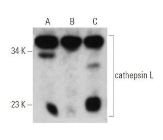 western blotting image from recommended cathepsin L (G-11) monoclonal antibody replacement. Image 355317