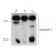 western blotting image from recommended cathepsin L (G-11) monoclonal antibody replacement. Image 355317