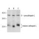 cathepsin L Antibody (E-5) - Western Blotting - Image 287907