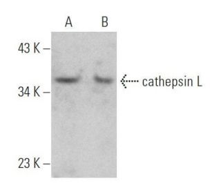 cathepsin L Antibody (E-5) - Western Blotting - Image 355318 