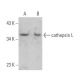 cathepsin L Antibody (E-5) - Western Blotting - Image 355318 