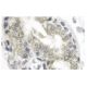immunohistochemistry image from recommended cathepsin L (33/2) monoclonal antibody replacement. Image 12100