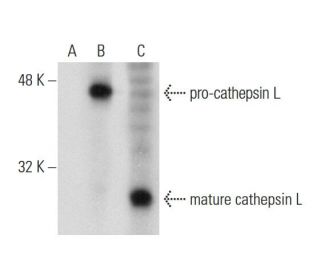 cathepsin L Antibody (33/2) - Western Blotting - Image 135001