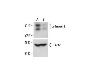 cathepsin L siRNA (m): sc-29939. Western blot analysis of cathepsin L expression in non-transfected control (A) and cathep 