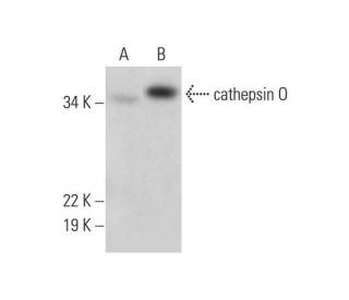 cathepsin O Antibody (E-10) - Western Blotting - Image 296962