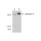 cathepsin O Antibody (E-10) - Western Blotting - Image 296962