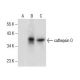 cathepsin O Antibody (E-7) - Western Blotting - Image 286110