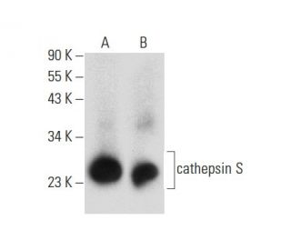 cathepsin S Antibody (B-12) - Western Blotting - Image 133948 