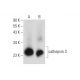 cathepsin S Antibody (B-12) - Western Blotting - Image 133948 