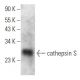 cathepsin S Antibody (B-12) - Western Blotting - Image 354306