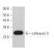 cathepsin S Antibody (B-12) - Western Blotting - Image 379387 