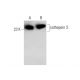 western blotting image from recommended cathepsin S (E-3) monoclonal antibody replacement. Image 135499