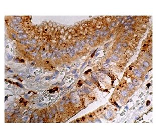 cathepsin-s-antibody-e-3-